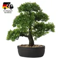 Kunstbonsai Bonsai Podocarpus Keramik-Übertopf Schwarz Kunstpfl