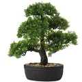 Keramikplanter Bonsai Cedar Pine Podocarpus 1 Stück