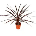 Exotenherz Rote Keulenlilie Cordyline australis Red Star 12cm Topf ca. 50cm Hoch