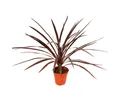 Exotenherz Gemüsepflanze Rote Keulenlilie Cordyline australis Red Star 12cm Topf ca. 50cm hoch