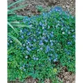 Veronica Umbrosa Georgia Blue Ehrenpreis Blau Ca. 9x9 cm Topf