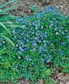 Pflanzen für Dich Staude Veronica umbrosa Georgia Blue, 1 St., Ehrenpreis