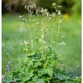 Akelei Green Apples - Aquilegia vulgaris