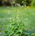 Akelei Green Apples - Aquilegia vulgaris