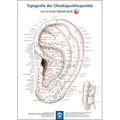 Poster - Topografie der Ohrakupunkturpunkte von Jin-Sook Schnell-Jacob / mgo fachverlage / Sonstige
