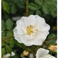 Hochstamm Rose Diamant 80-100cm