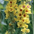Schwarze Königskerze (Verbascum nigrum) Bio - ca. 2000 Samen