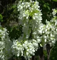 Kanadischer Judasbaum Shirobana 30-40cm - Cercis canadensis - lebende Gartenpflanze aus den Baumschulen