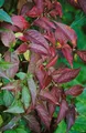 Pflanzen für Dich Gehölze Diervilla lonicera, 1 St., Busch-Geißblatt, Niedriges Geißblatt