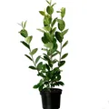 Aronia Viking schwarze Apfelbeere reichtragende Sorte ca. 40-60 cm 3,5 L Topf