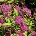 Sommerspierstrauch Zigeunerblut 20-30cm - Spiraea japonica