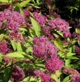 Sommerspierstrauch Zigeunerblut 20-30cm - Spiraea japonica