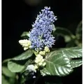 Hochstamm Säckelblume Victoria 40-60cm - Ceanothus impressus