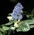 Hochstamm Säckelblume Victoria 40-60cm - Ceanothus impressus