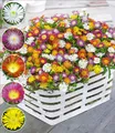 BALDUR Garten 5er Winterharte Eisblumen Wheels of Wonder® Farbmix, Pflanzen im 9x9 cm-Topf, Delosperma congesta, winterharte Staude, trockenresistent, mehrjährig, bienenfreundlich, blühend