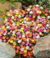 BALDUR Garten Bodendecker Winterharte Eisblumen 'Wheels of Wonder®' 5er Farbmix, 5 St., Mittagsblume, reichblühend, winterhart, mehrjährig, pflegeleicht