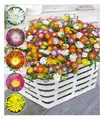 Winterharte Eisblumen "Wheels of Wonder®" Farbmix 5 Pflanzen
