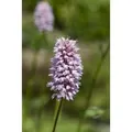 Persicaria Amphibia Wasserknöterich Ca. 9x9 cm Topf