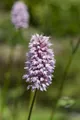 Pflanzen für Dich Staude Persicaria amphibia, 1 St., Wasserknöterich, Amphibischer Knöterich