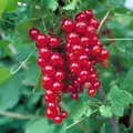 große Rote Johannisbeere Jonkheer van Tets leckere Früchte 40-60 cm Busch Form