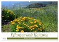 ©. www. teneriffaurlaub. es by Rainer Hasanovic | Pflanzenwelt Kanaren...