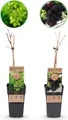 Green boutiQ - Obstpflanze - Vitis vinifera Himrod - Vanessa - Weinrebe - Kernlos - Blaue & Weiße Traube - 2 Pflanzen - Topf 15cm - Höhe 50cm