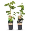 Green boutiQ - Obstpflanze - Vitis vinifera Himrod - Vanessa - Weinrebe - Kernlos - Blaue & Weiße Traube - 2 Pflanzen - Topf 15cm - Höhe 50cm