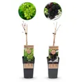 Obstpflanze Lila Weiße Traube Vitis vinifera Vanessa Himrod Kernlos ⌀15cm ↕50cm