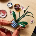 Orchidee