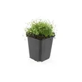 Bodendecker - Steingarten - Sternmoos - Sagina subulata - 9cm Topf - Set mit 12 Pflanzen