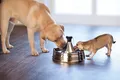 PetSafe Edelstahl-Trinkbrunnen 360 Trinkbrunnen Hund Katze
