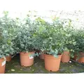 2x XXL Eucalyptus Busch Eukalyptusbaum 40 - 60 cm, Pflanze winterhart
