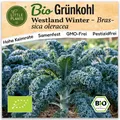 Grünkohl Samen (BIO) - 125 Samen Gemüsesamen Grünkohlsamen Westland Winter