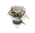 Cryptocoryne spiralis ’Red' - Aquarium Pflanze Invitro - plantit! 30608