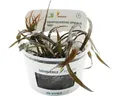 Roter Spiraliger Wasserkelch - Cryptocoryne spiralis 'Red'