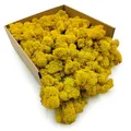 Enchanted Moos Konserviertes Rentiermoos Stabilisiert Deko Moos Zum Basteln DIY Für Mosbilder Floristik Natur Finnisch Gelb 250 g