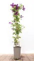 Pflanzen für Dich Kletterpflanze Clematis viticella Etoile Violette, 1 St., Italienische Waldrebe, Clematis, violettblühend, kletterpflanze