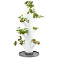 Gusta Garden Erdbeerbaum Sissi Strawberry Starter, ca. B32/H77/T27 cm, Weiß