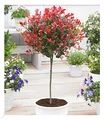 BALDUR Garten immergrünes Photinia-Stämmchen "Little Red Robin®" 1 Pflanze, Glanzmispel, winterhart, blühend, Photinia fraseri, schnellwachsend, Glanzmispel