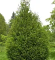 Riesen Lebensbaum Atrovirens 40-60cm - Thuja plicata