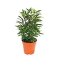 Exotenherz - Fingeraralie - grün - Dizygotheca elegantissima - pflegeleicht - 12cm Topf