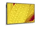 Sharp Display Solutions NEC MultiSync M651-2 Digital Signage Display 163,9 cm 65 Zoll L50M651-2