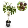 Stamm Pflanze Ficus carica Little Miss Figgy Grüne Frucht ⌀19cm ↕90cm