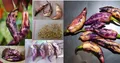 20x Rosa Tiger Chili Scharf Gemüse Pflanzen - Samen A325