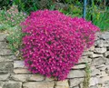 Aubrieta x cultorum 'Cascade Purple' 9x9 cm Topf – Winterhart, Mehrjährig, Pflegeleicht – Blaukissen – Bodendecker für Steingarten & Mauerfugen