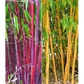 BALDUR Garten 2er Bambus-Raritäten Kollektion, Pflanzen im Topf, 1x Roter Bambus Chinese Wonder Fargesia jiuzhaigou No.1 + 1x Goldener Peking Bamb...