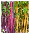 BALDUR Garten 2er Bambus-Raritäten Kollektion, Pflanzen im Topf, je 1x Roter Bambus Chinese Wonder Fargesia jiuzhaigou No.1 & Goldener Peking Phyllostachys aureosulcata aureocaulis, winterhart
