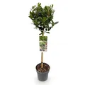 GreenboutiQ - Gartenpflanze - Laurus nobilis - Stamm-Pflanze - Terrassenpflanze - Immergrün - Wenig Pflege - Topf 19cm Höhe 90cm