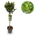 Gartenpflanze Laurus nobilis Stamm-Pflanze Terrassenpflanze ⌀19cm ↕90cm