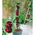 BALDUR Garten 1x Säulen-Kirschen 'Stella', Pflanze wurzelballiert, Prunus avium Säulenobst Kirschbaum, winterhart, platzsparende Säule für klei...